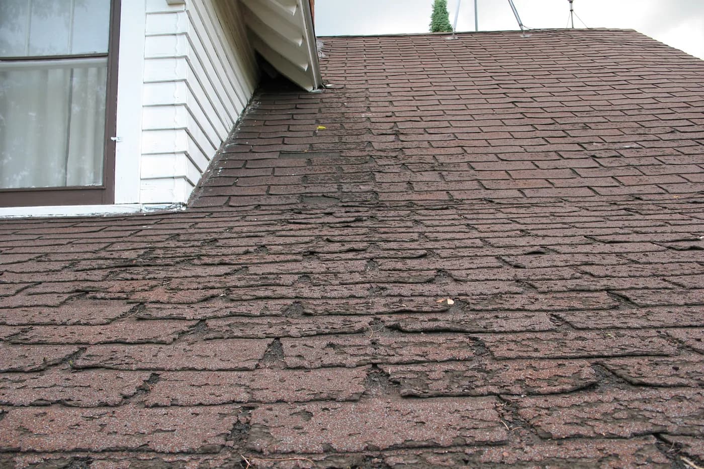 Asphalt shingles showing accelerated wear along the eaves of a roof