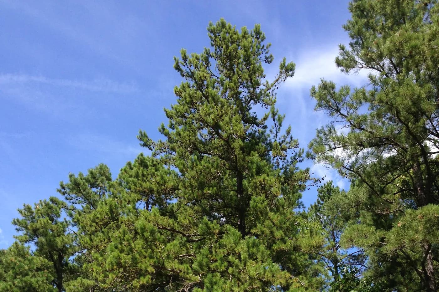 Pine woodland along Tabernacle-Chatsworth Road in Tabernacle Township, Burlington County, New Jersey