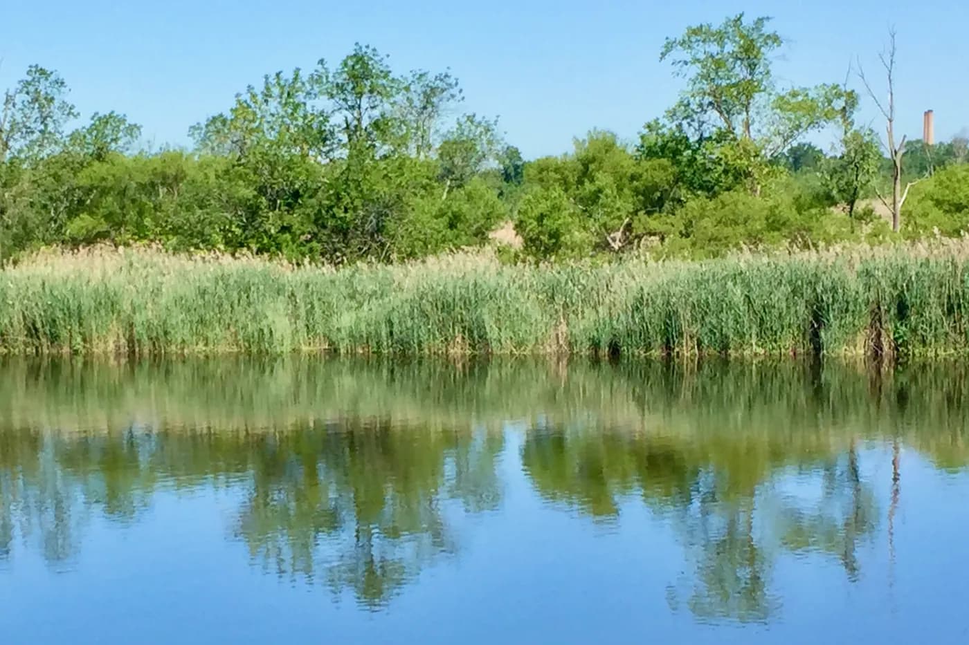 Marshland along Crosswicks Creek in Bordentown Township, New Jersey