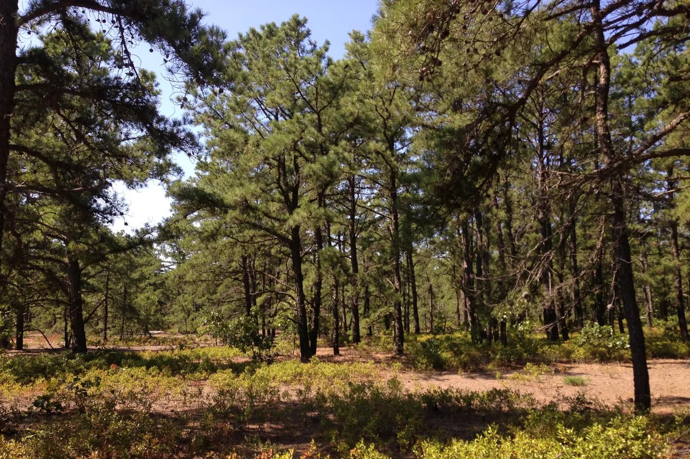 Forest near the northern edge of Wharton State Forest in Tabernacle Township, New Jersey