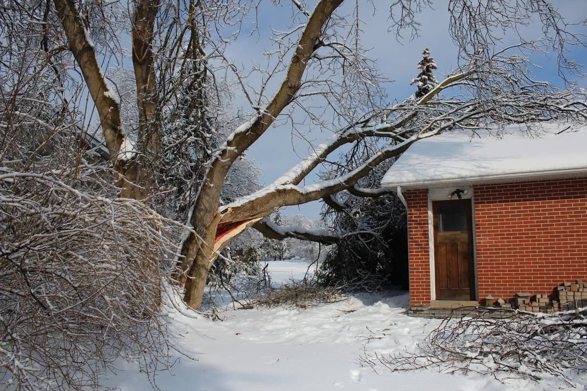 A fallen tree lying across the roof of a house