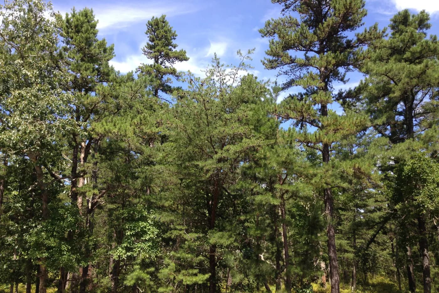 Pitch and Virginia pines along Tabernacle-Chatsworth Road in Woodland Township, New Jersey